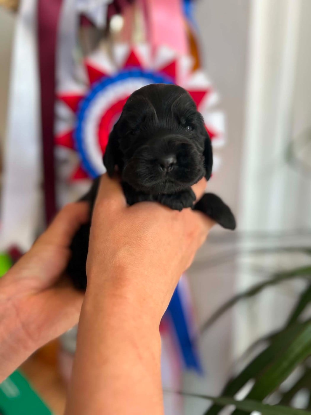 Chiot N°1