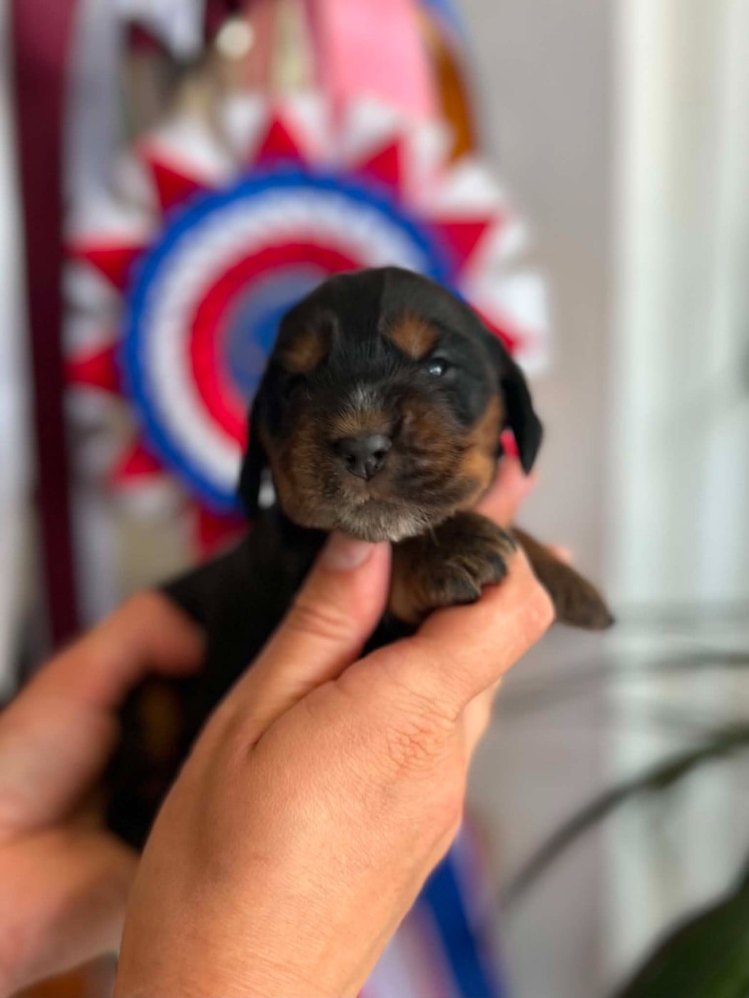 Chiot N°4