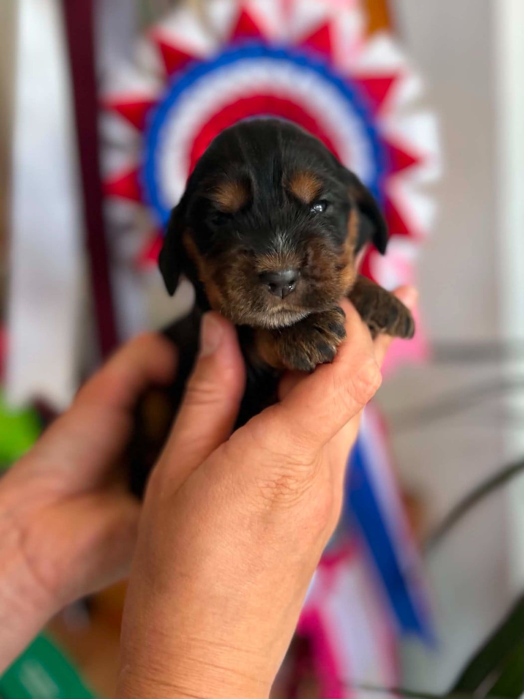 Chiot N°4