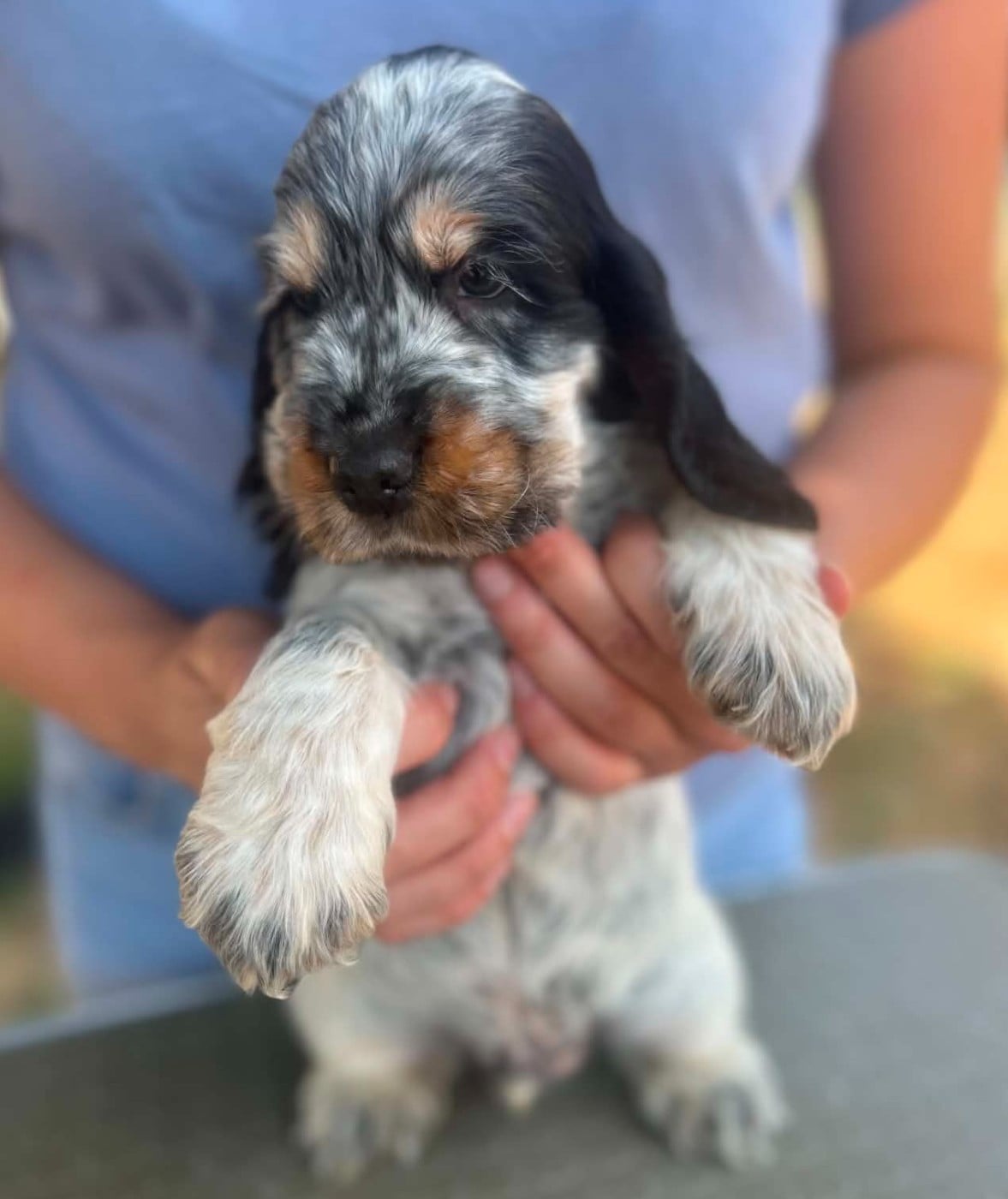 CHIOT 5
