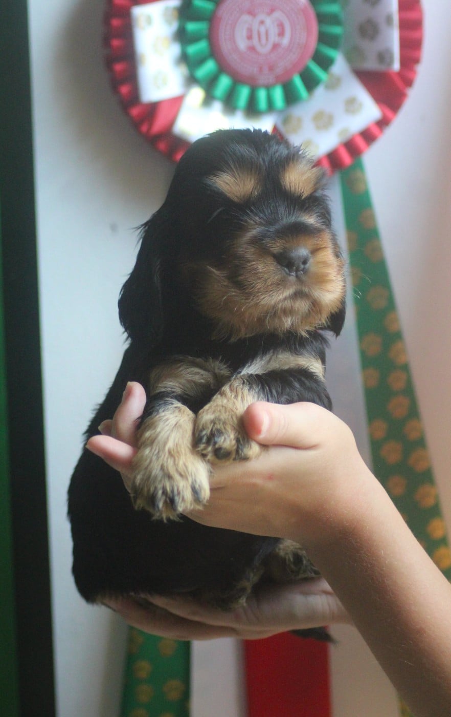 CHIOT 1