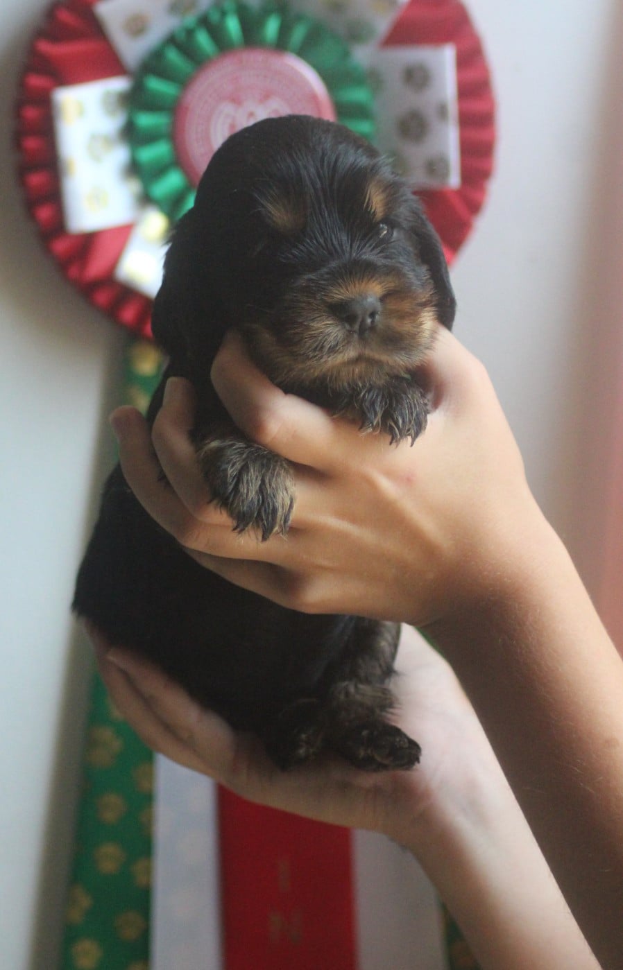 CHIOT 2