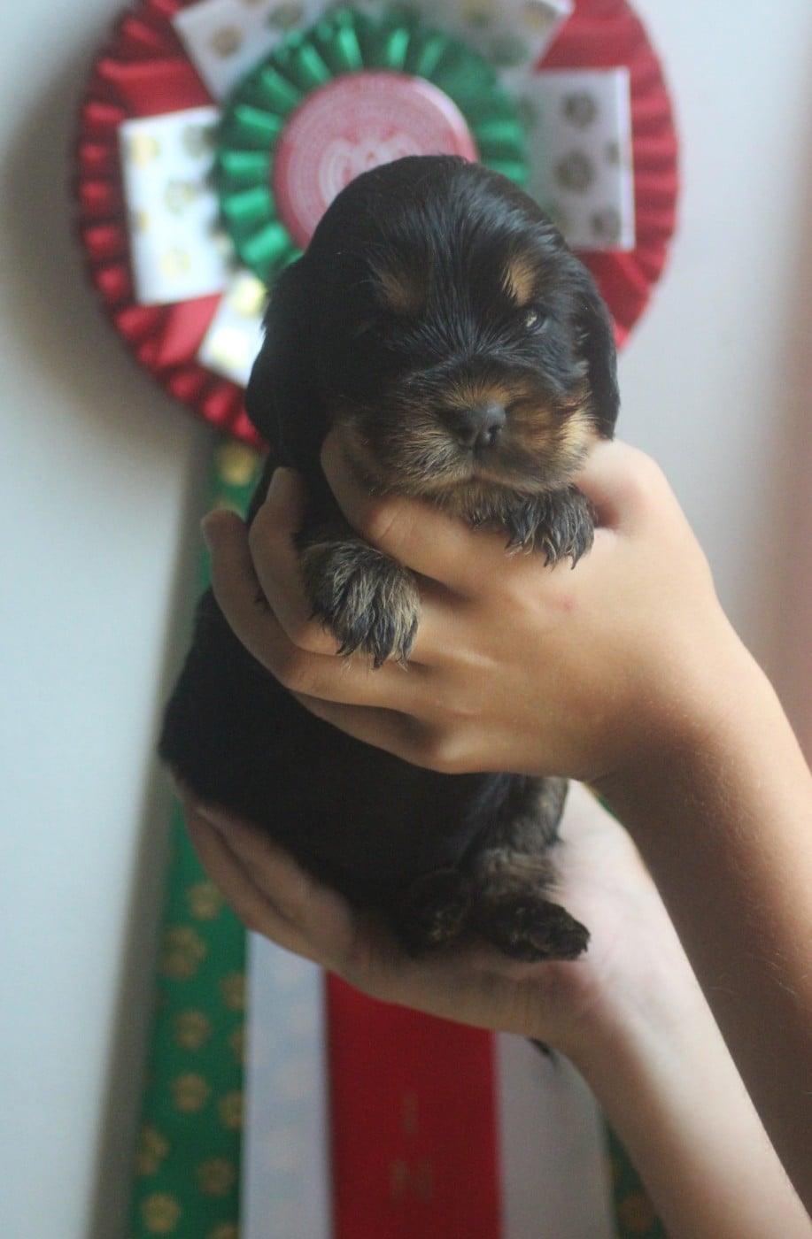 CHIOT 2
