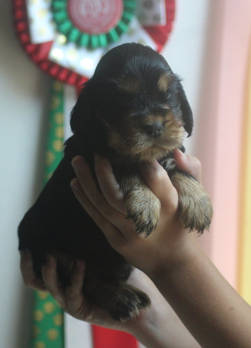 CHIOT 3