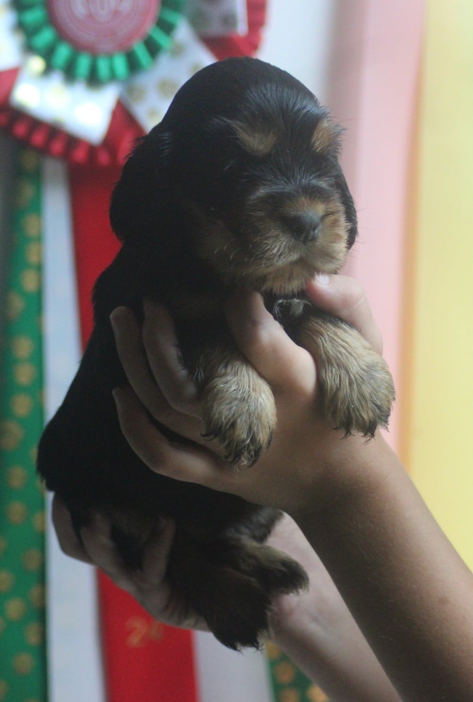 CHIOT 3