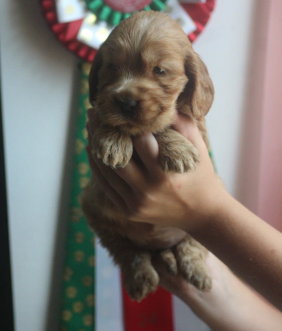 CHIOT 4