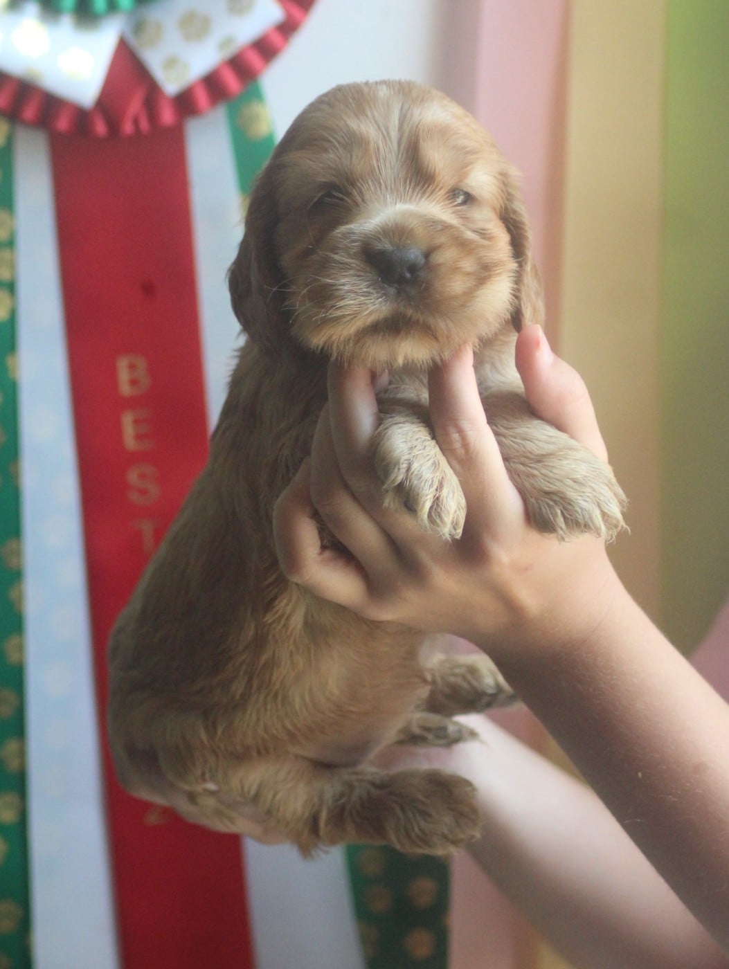 CHIOT 4