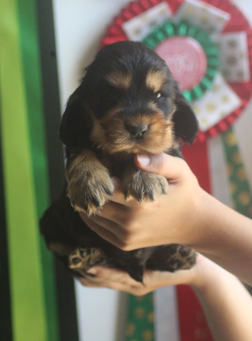 CHIOT 6