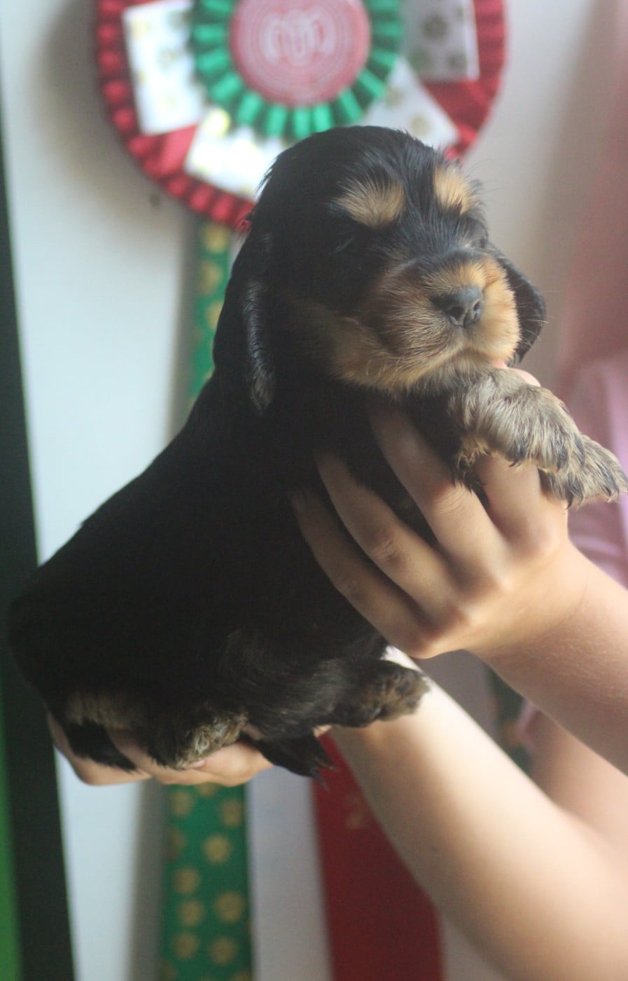 CHIOT 6