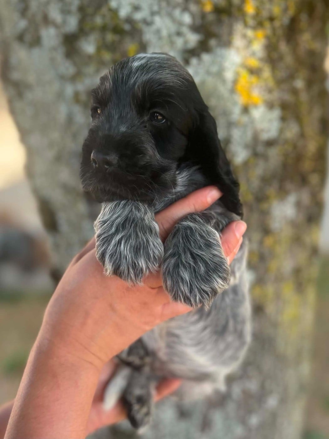 CHIOT 6 - Cocker Spaniel Anglais