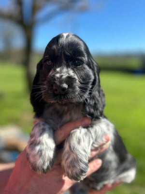 Les chiots de Cocker Spaniel Anglais