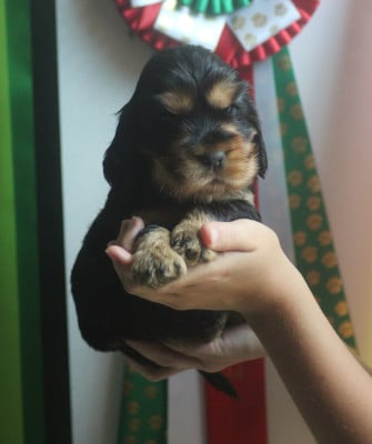 Les chiots de Cocker Spaniel Anglais