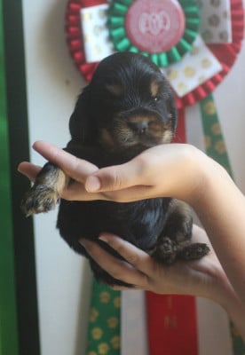 Les chiots de Cocker Spaniel Anglais