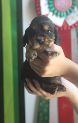 Les chiots de Cocker Spaniel Anglais