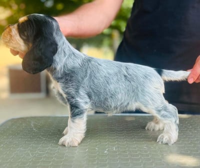 Les chiots de Cocker Spaniel Anglais