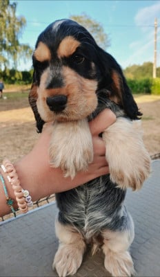 Les chiots de Cocker Spaniel Anglais