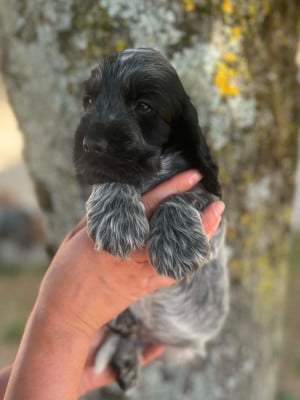 Les chiots de Cocker Spaniel Anglais