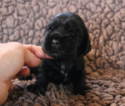 Les chiots de Cocker Spaniel Anglais