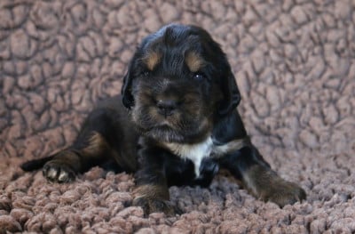 Les chiots de Cocker Spaniel Anglais