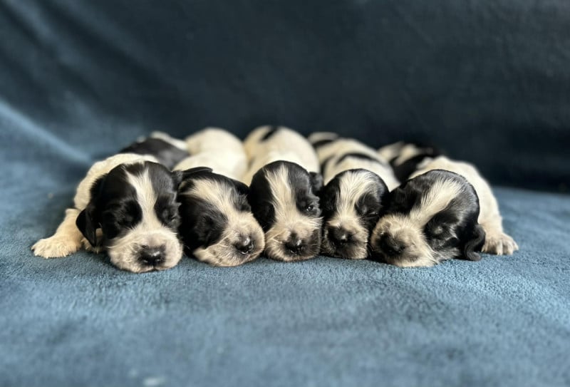 Cocker Spaniel Anglais - Of Crazy Years