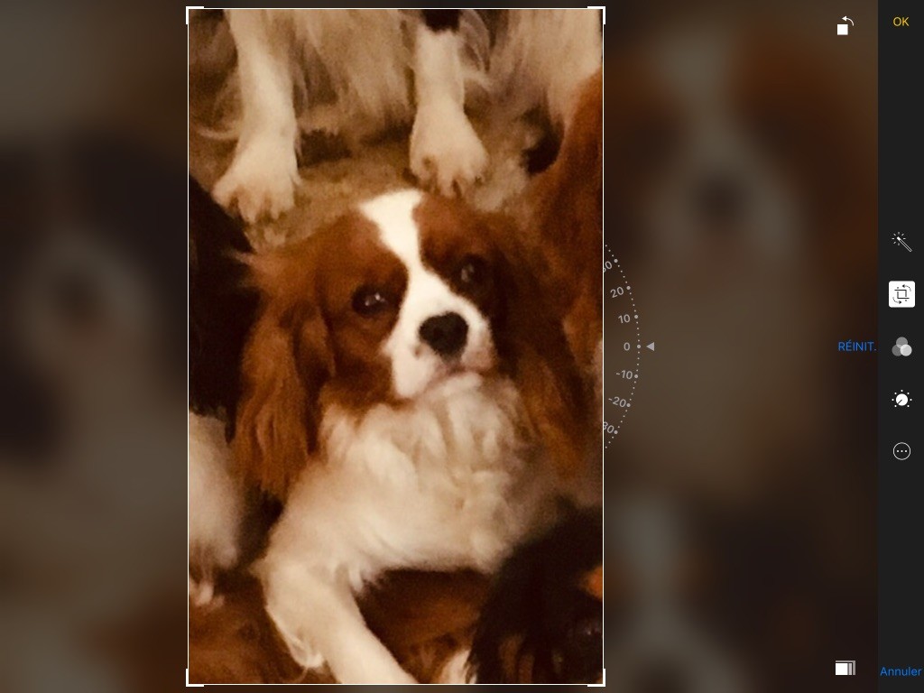 Publication : du royaume de Damoiselle Auteur : Du Royaume de Damoiselle