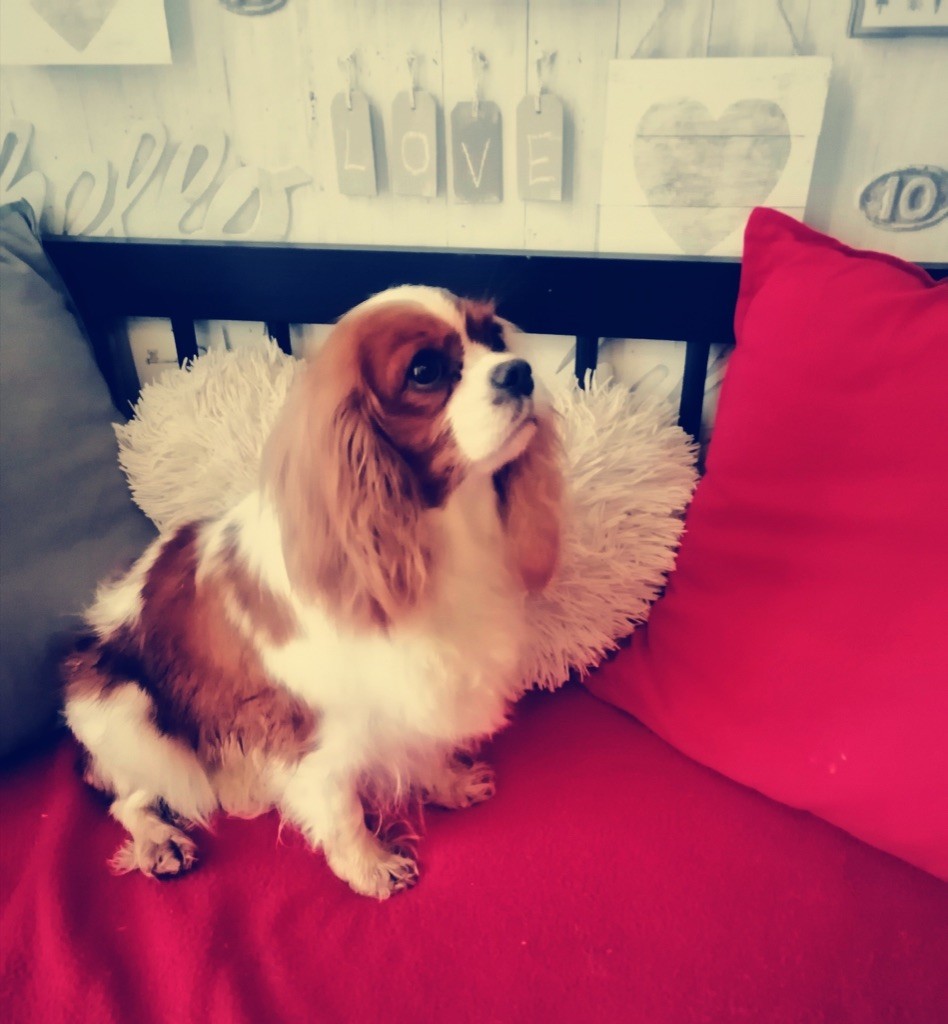 Publication : du royaume de Damoiselle Auteur : Du Royaume de Damoiselle