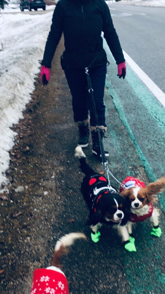 Publication : du royaume de Damoiselle Auteur : Du Royaume de Damoiselle