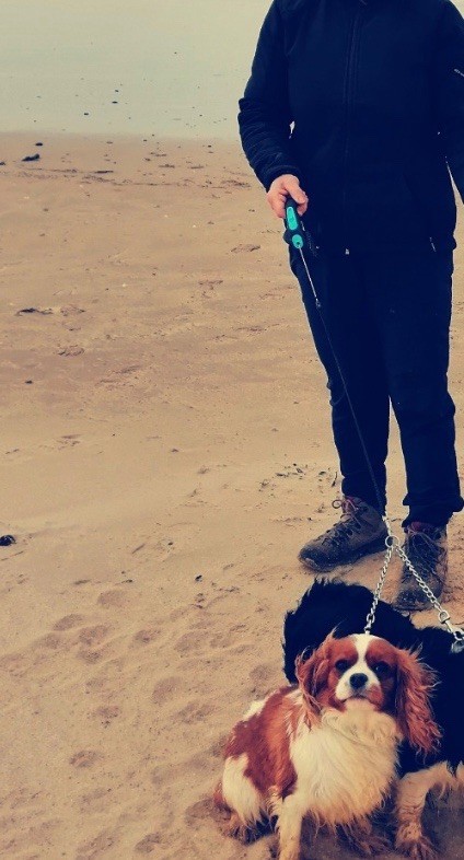 Publication : du royaume de Damoiselle Auteur : Du Royaume de Damoiselle