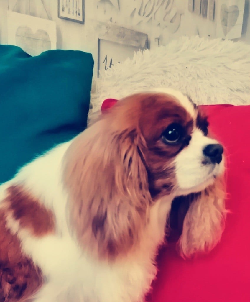 Publication : du royaume de Damoiselle Auteur : Du Royaume de Damoiselle