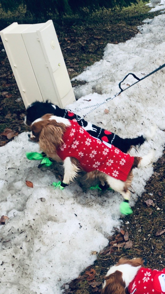 Publication : du royaume de Damoiselle Auteur : Du Royaume de Damoiselle