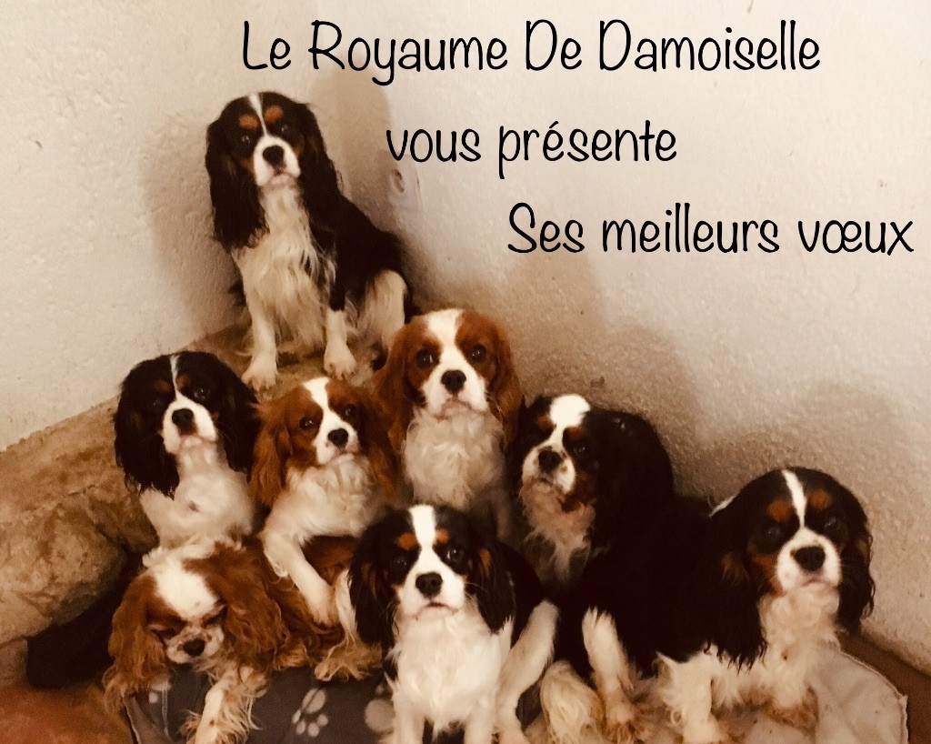 Publication : du royaume de Damoiselle Auteur : Du Royaume de Damoiselle