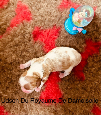 Udson Du Royaume De Damoiselle  - Cavalier King Charles Spaniel