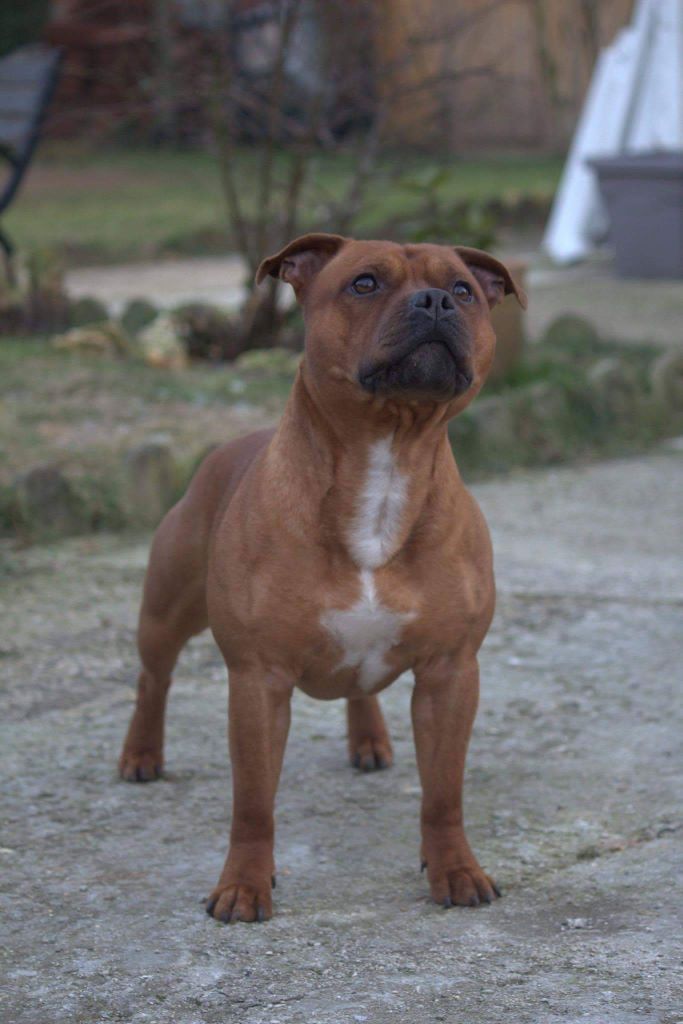 Publication : (Sans Affixe)