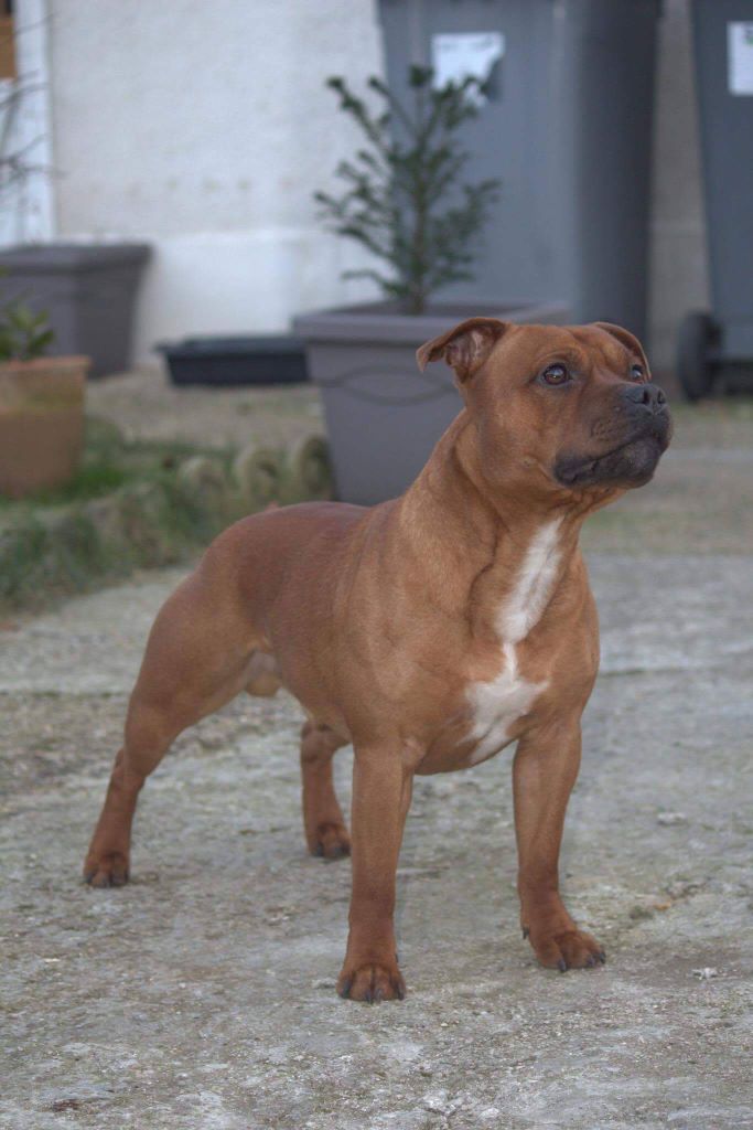 Publication : (Sans Affixe)