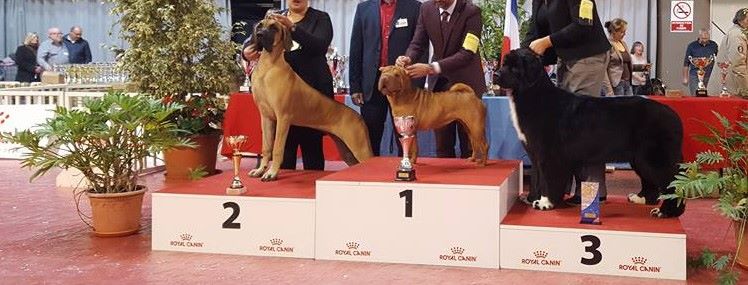 My dream is true Du clos des abysses de provence - 1ere excellente + BOB Jeune + BOG 3