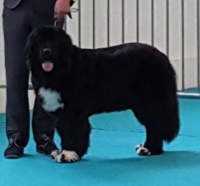 My dream is true Du clos des abysses de provence - 2eme excellent en classe jeune