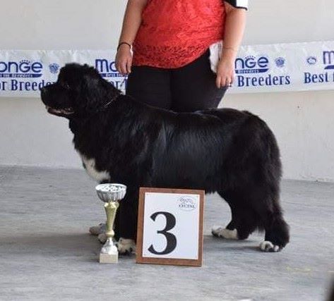 My dream is true Du clos des abysses de provence - 3eme excellent en classe intermédiaire