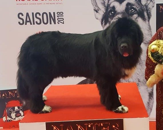 My dream is true Du clos des abysses de provence - 1ere excellente en Classe Intermédiaire