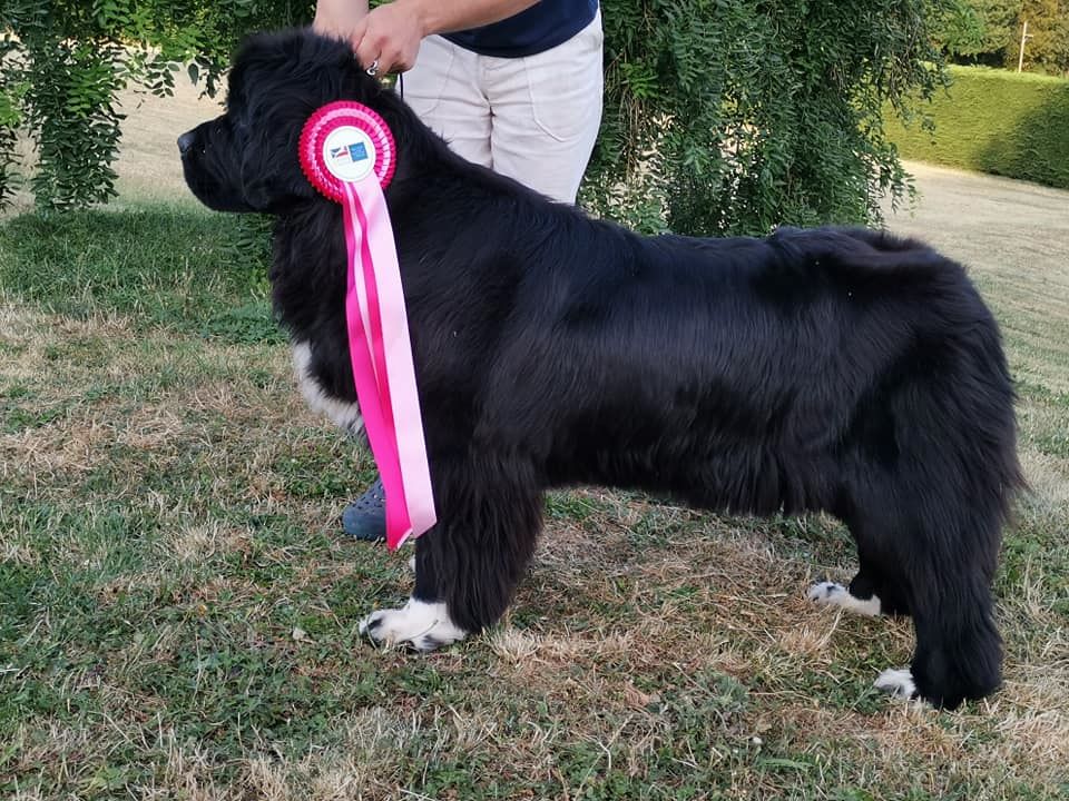 My dream is true Du clos des abysses de provence - 1er Classe Ouverte Femelle, C.A.C.S, Meilleur de Sexe opposée