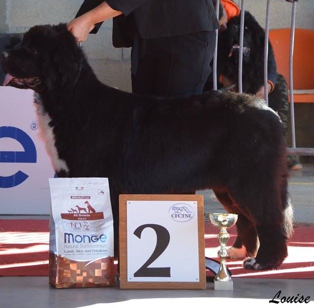 My dream is true Du clos des abysses de provence - 2 ieme excellent en classe jeune