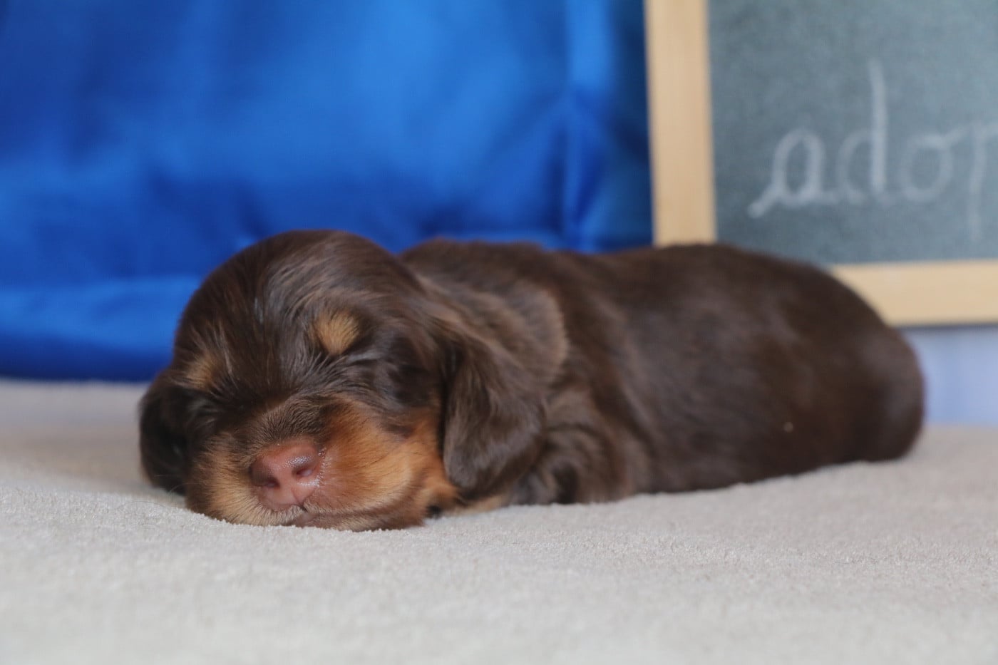 Brownie (Edgar)