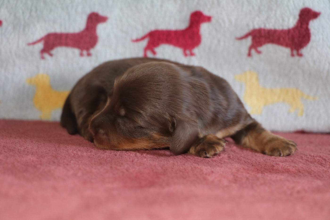 Brownie (Edgar)
