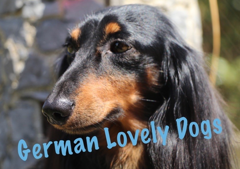 Mufasa (moka) (Sans Affixe) - 3ème Excellent (Classe Ouverte)