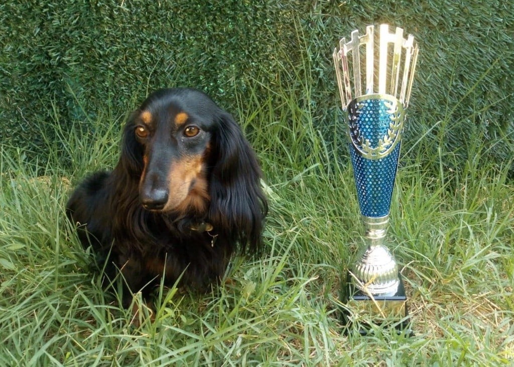 Mufasa (moka) (Sans Affixe) - 1er Excellent - R. CACS (Classe Ouverte)