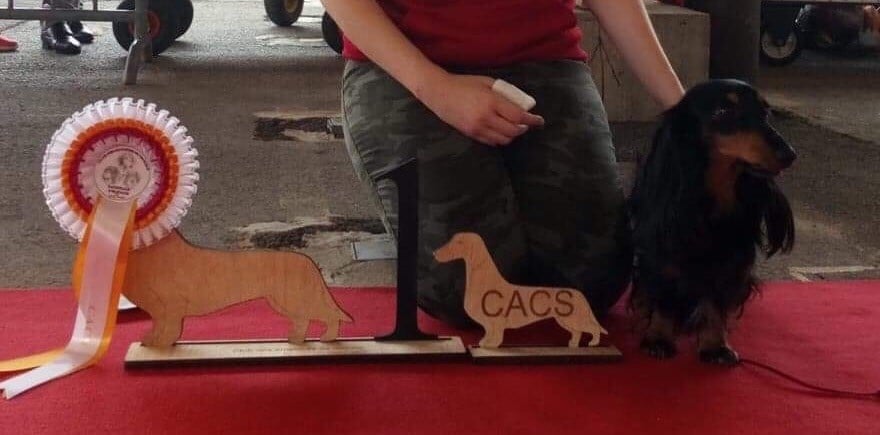 Mufasa (moka) (Sans Affixe) - 1er Excellent - CACS (Classe Ouverte)