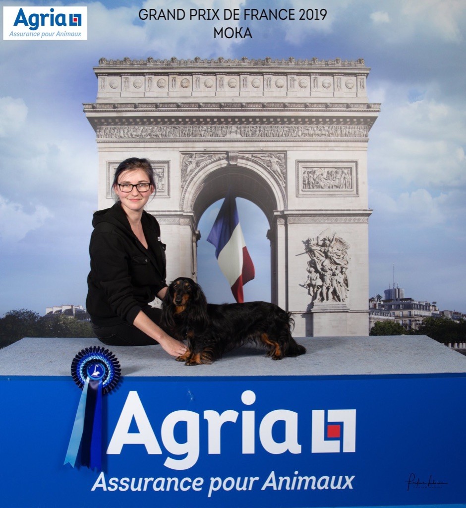 Mufasa (moka) (Sans Affixe) - 2ème Excellent (Classe Ouverte)