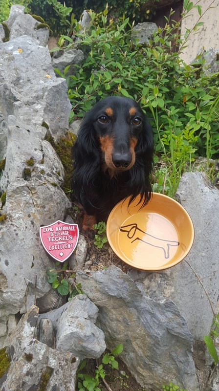 Mufasa (moka) (Sans Affixe) - 1er Excellent (Classe Intermédiaire)