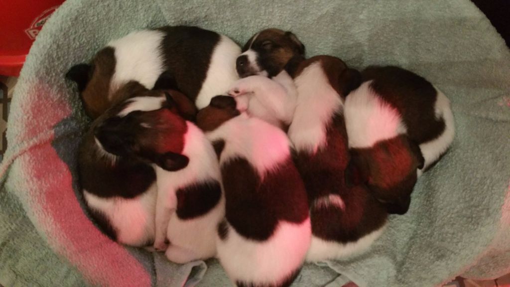 chiot Fox Terrier Poil lisse des Goupils de Haute Somme