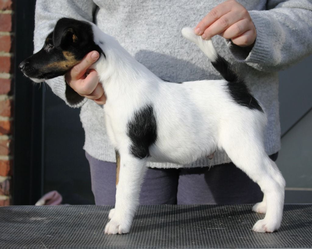 Chiot Fox Terrier Poil Lisse à Vendre