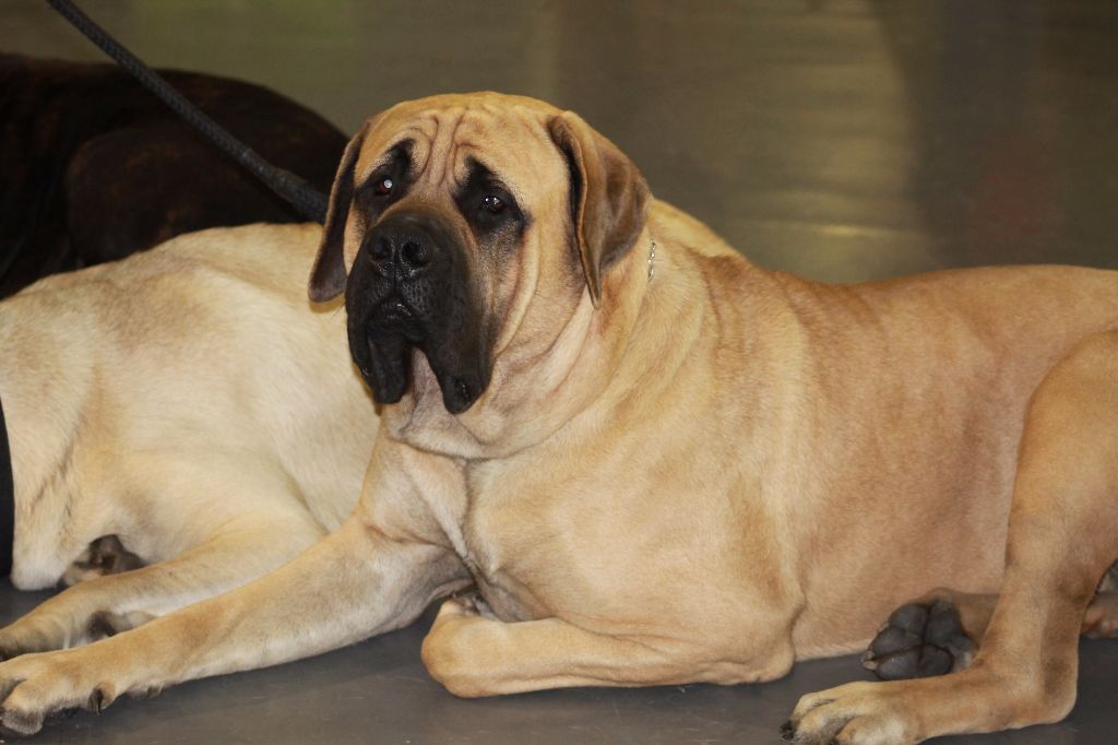 Max De la louvagerie - 1er TRES BON